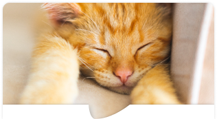 Katzensitting