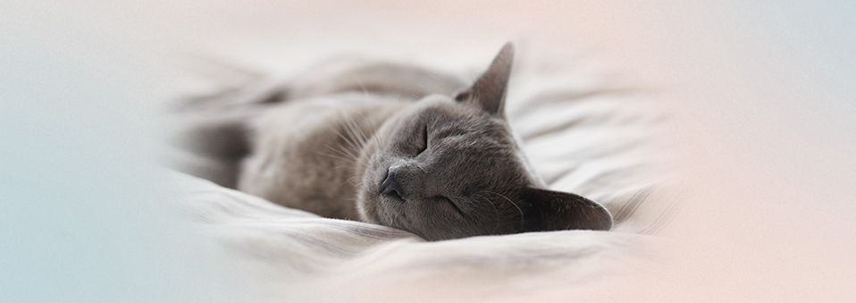 Schlafende Katze
